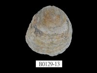 藏品(雲母蛤)的圖片